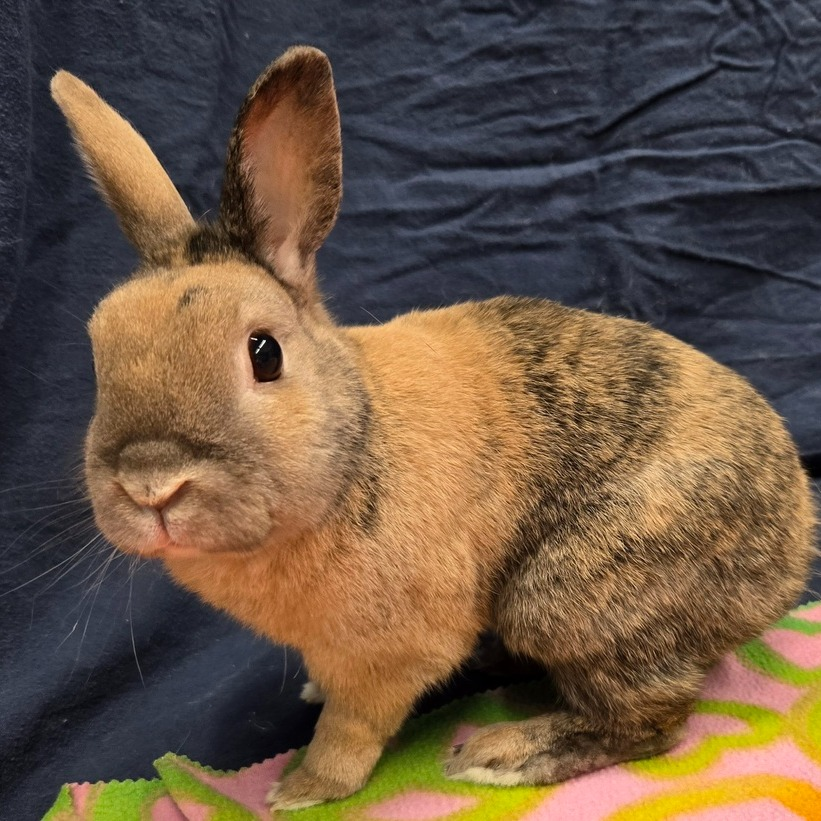 RabbitNetwork's tweet image. Linden is a sweet but independent #bunny. 🐰 He likes occasional cuddles, but will mostly do his own thing. Linden loves his food and is very well potty trained! While free range at his foster home, he hasn't chewed any furniture! 😇 Learn more: rabbitnetwork.org/adoption/ #adopt