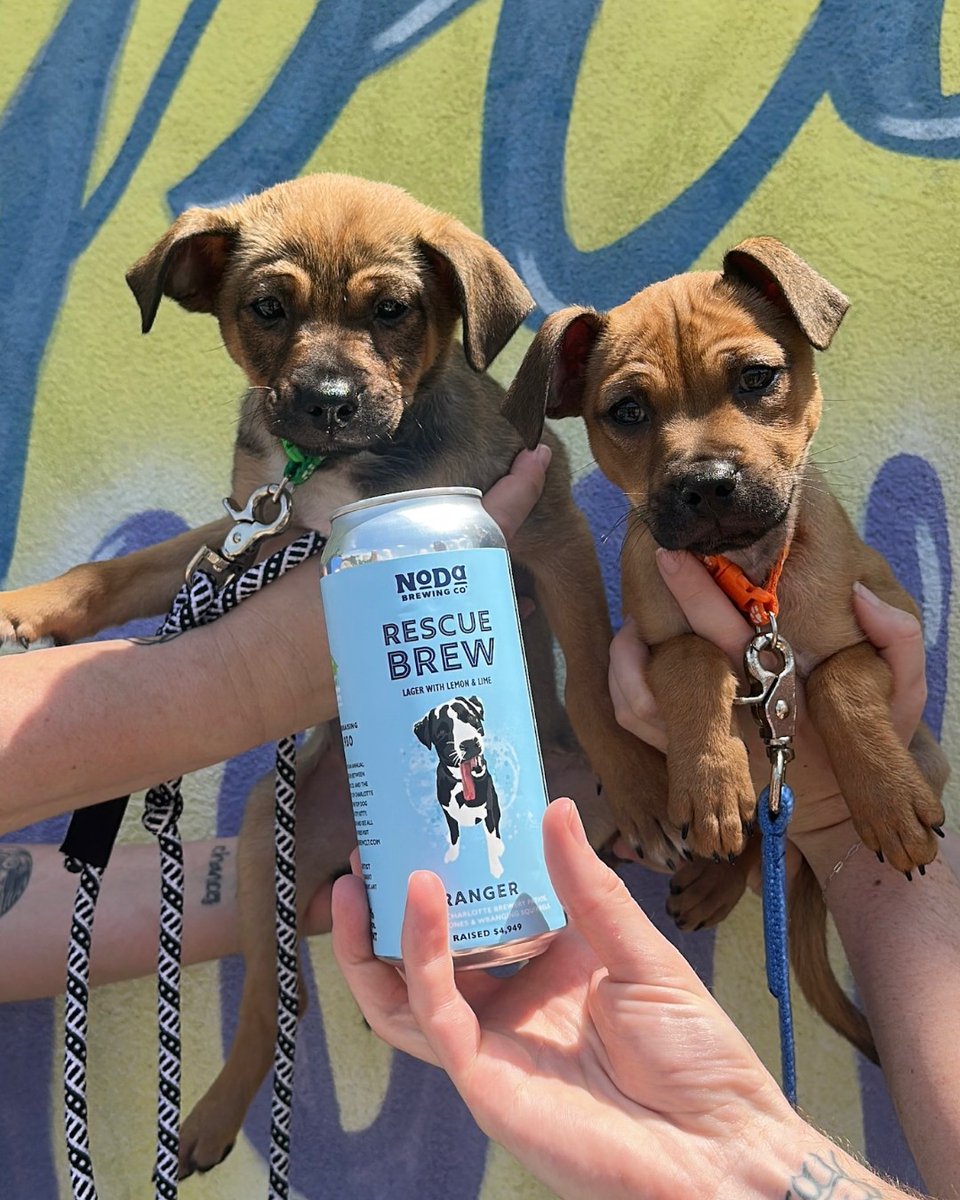 Your dog or cat on a @nodabrewing beer can??? SAY LESS.

➡️ rescuebrewclt.com
