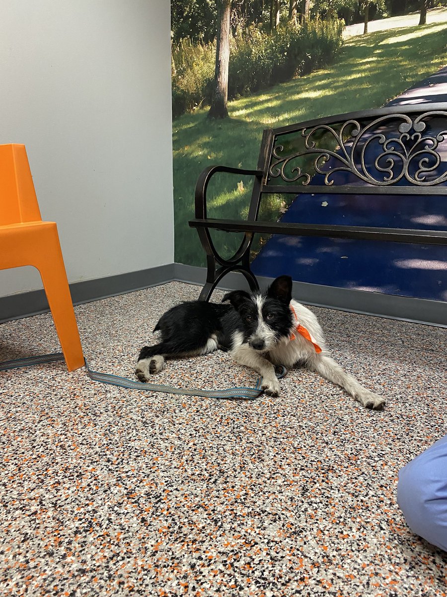 cass biehn | ICARUS FELL on goodreads! tweet media