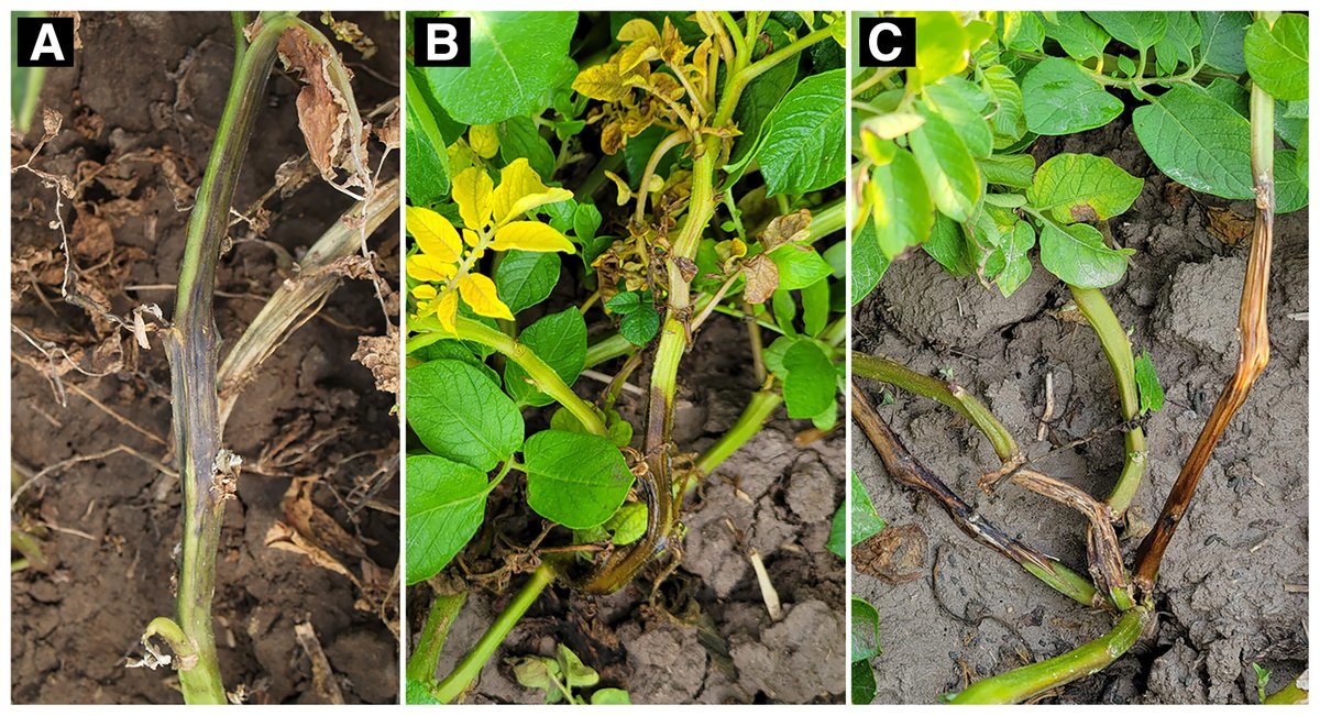 A 10-year field trial conducted by Phillip S. Wharton, Alan Malek, and Katie L. Malek confirms the efficacy of copper fungicides for control of aerial stem rot of potatoes. Learn more: doi.org/10.1094/PHP-08…