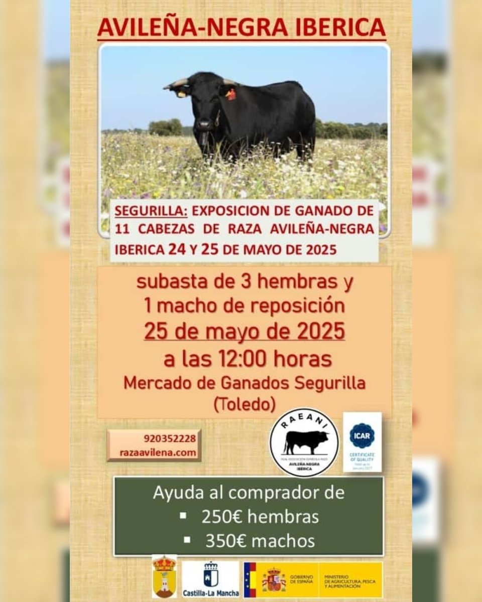 AecraniN's tweet image. Ya estamos preparando la próxima feria: Segurilla (Toledo) 📌📝
Del 24 al 25 de mayo 
#avileña #100x100nuestro #rural_love #ganado #ElCampoNoPara #ganaderiasostenible #rurallife
