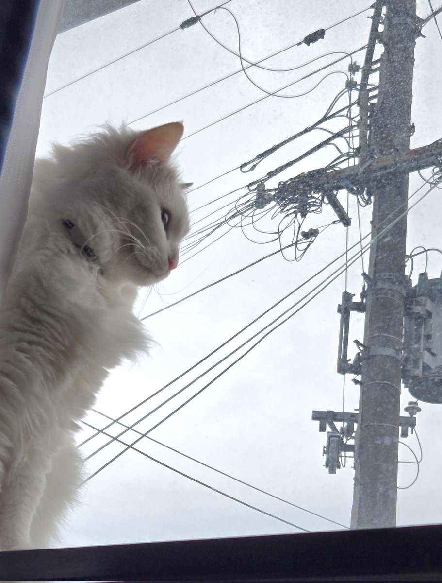おはようございます。うぐいです。雨がやみました。