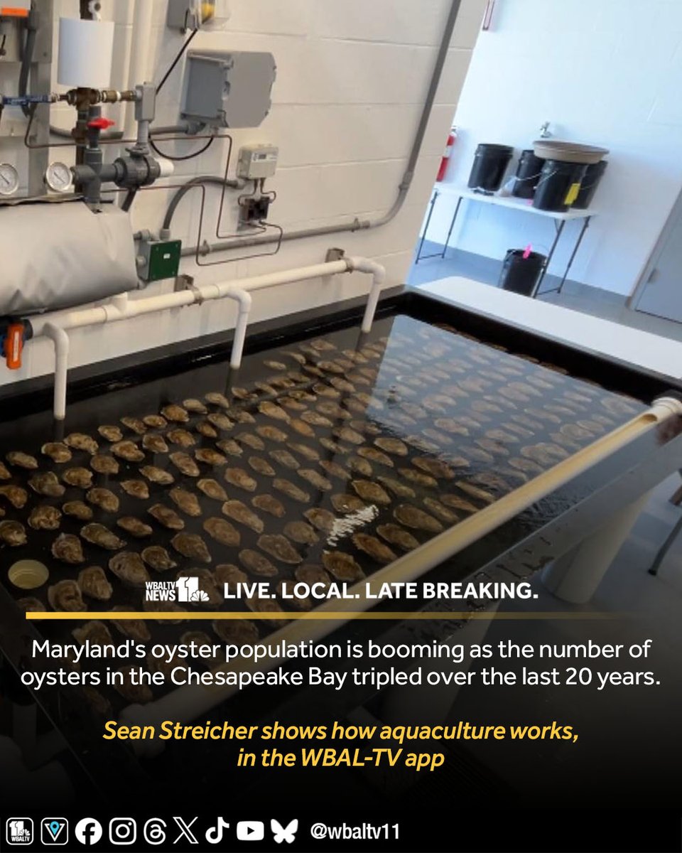 WBAL-TV 11 Baltimore (@wbaltv11) on Twitter photo Maryland's oyster population is booming as the number of oysters in the Chesapeake Bay tripled over the last 20 years.
<a href="/SeanStreicher/">Sean Streicher</a> shows how aquaculture works, in the WBAL-TV app: wbaltv.com/article/oyster… Maryland's oyster population is booming as the number of oysters in the Chesapeake Bay tripled over the last 20 years.
<a href="/SeanStreicher/">Sean Streicher</a> shows how aquaculture works, in the WBAL-TV app: wbaltv.com/article/oyster…