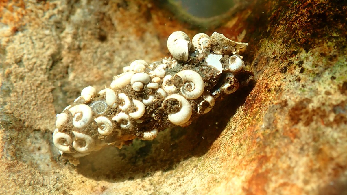 nicola crockford tweet media