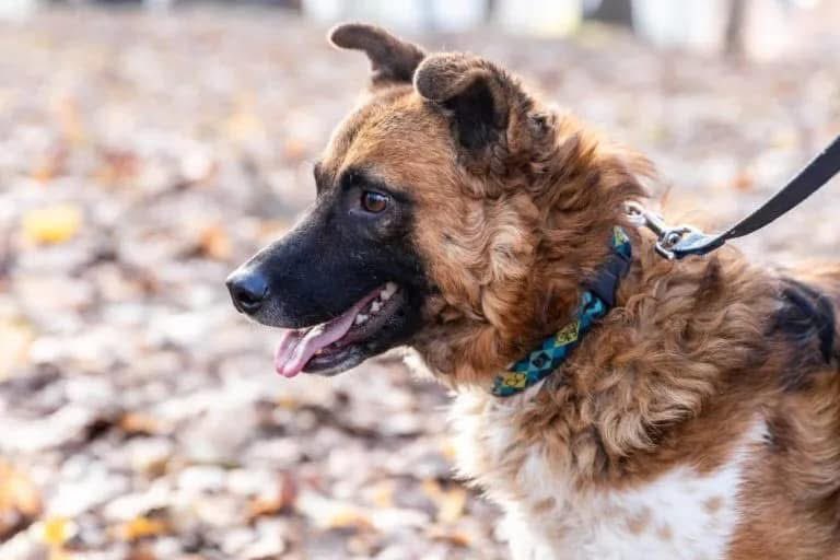 TFASDog's tweet photo. Let us tell you about an extraordinary dog. About Lys (Fox). Lys is incredibly gentle, quiet, and modest. He doesn’t know how to stand up for himself and always gives way to other dog! He would be a perfect addition to a calm, loving family! ❤️

GoFundMe: https://t.co/JbbuCfb0Tm https://t.co/eLzFgVbJSp