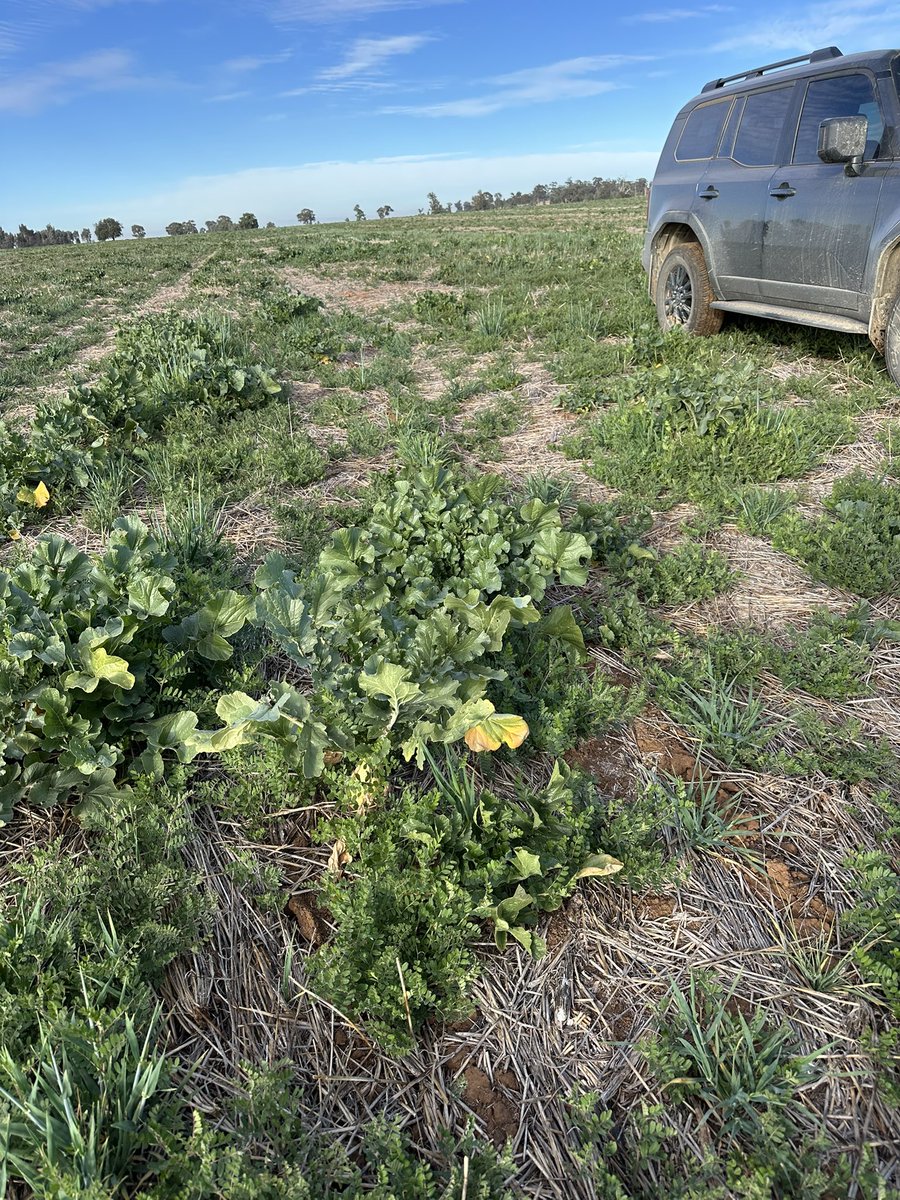 March sown vetch mix hanging tough with no follow up rain. Barley running to head &amp; vetch very tucked up. Yet the tillage radish has huge tubers &amp; still fresh in the leaf. Tapped into subsoil moisture from last harvest &amp; getting on with it.