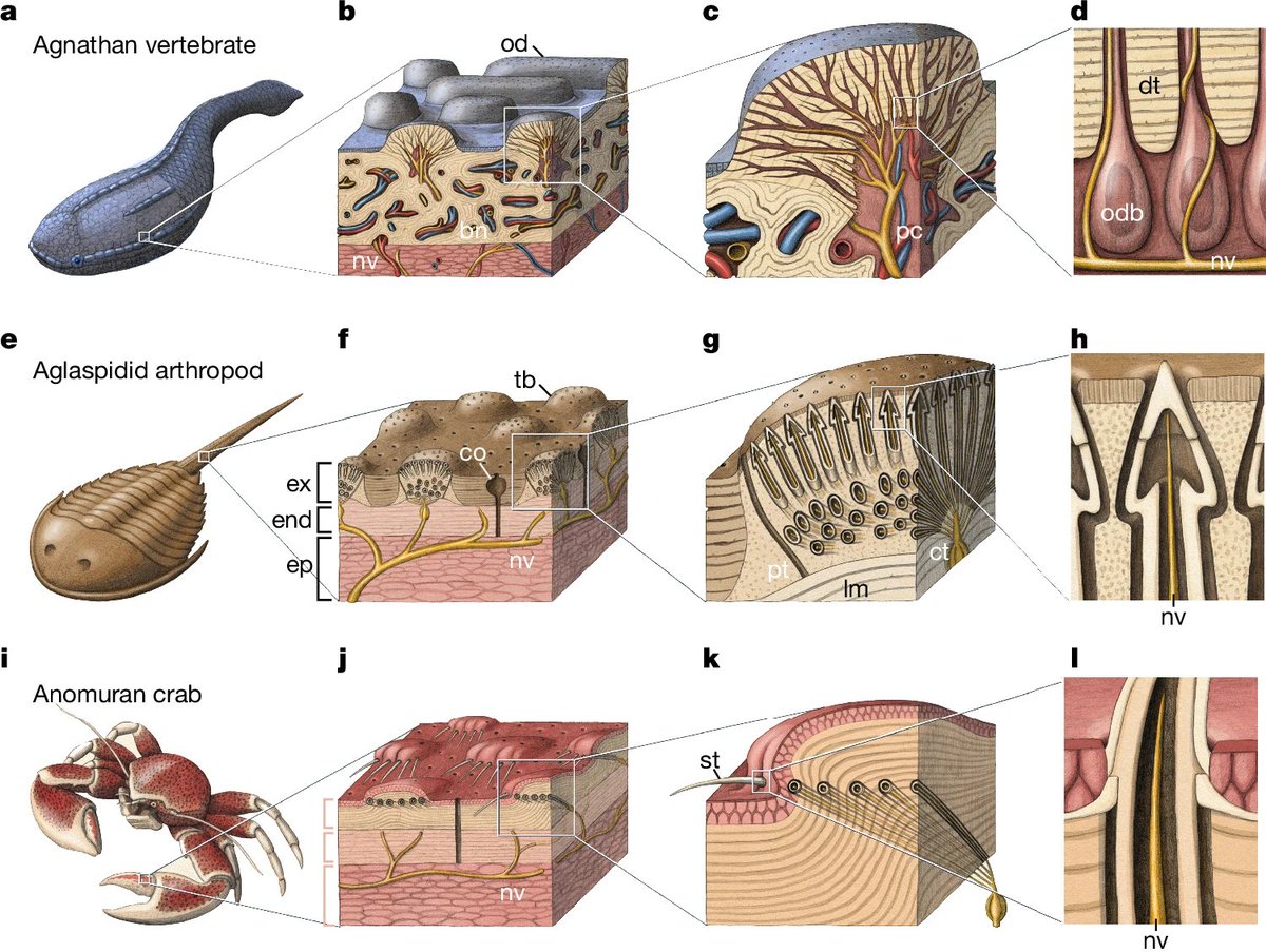 The origin of vertebrate teeth and evolution of sensory exoskeletons
nature.com/articles/s4158…

Art by A. Boersma