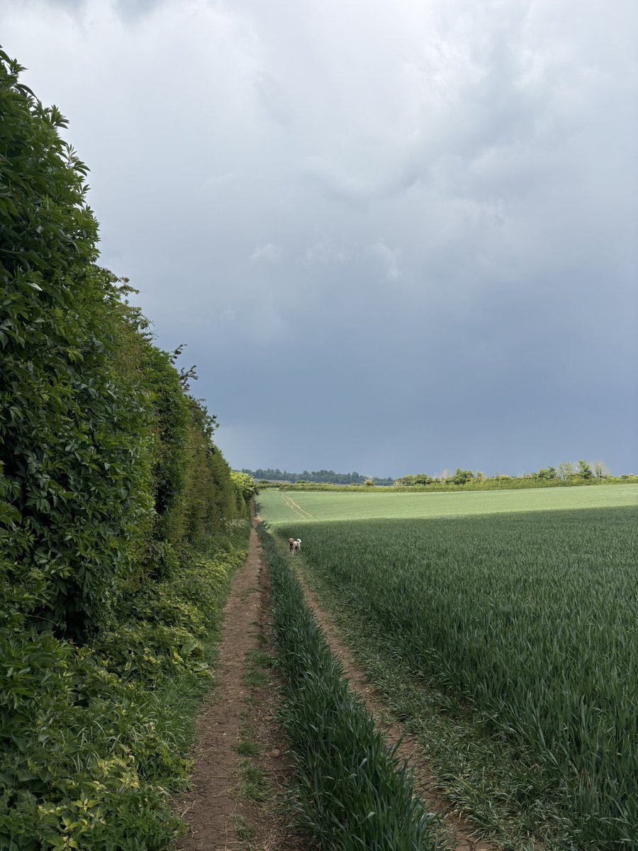 lukejsherlock's tweet image. Scouting for painting scenes. Or walking the dog. Or both. Somerset. England. Land of Discontent and dis content: