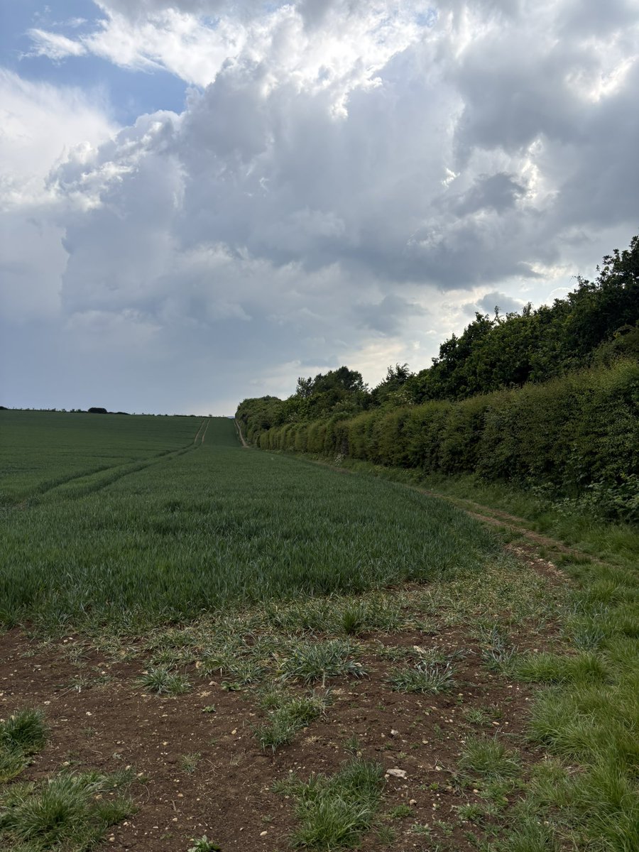 lukejsherlock's tweet image. Scouting for painting scenes. Or walking the dog. Or both. Somerset. England. Land of Discontent and dis content: