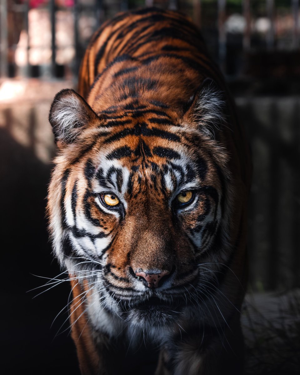 全日本動物の正面顔大好き部, image size:960x1200