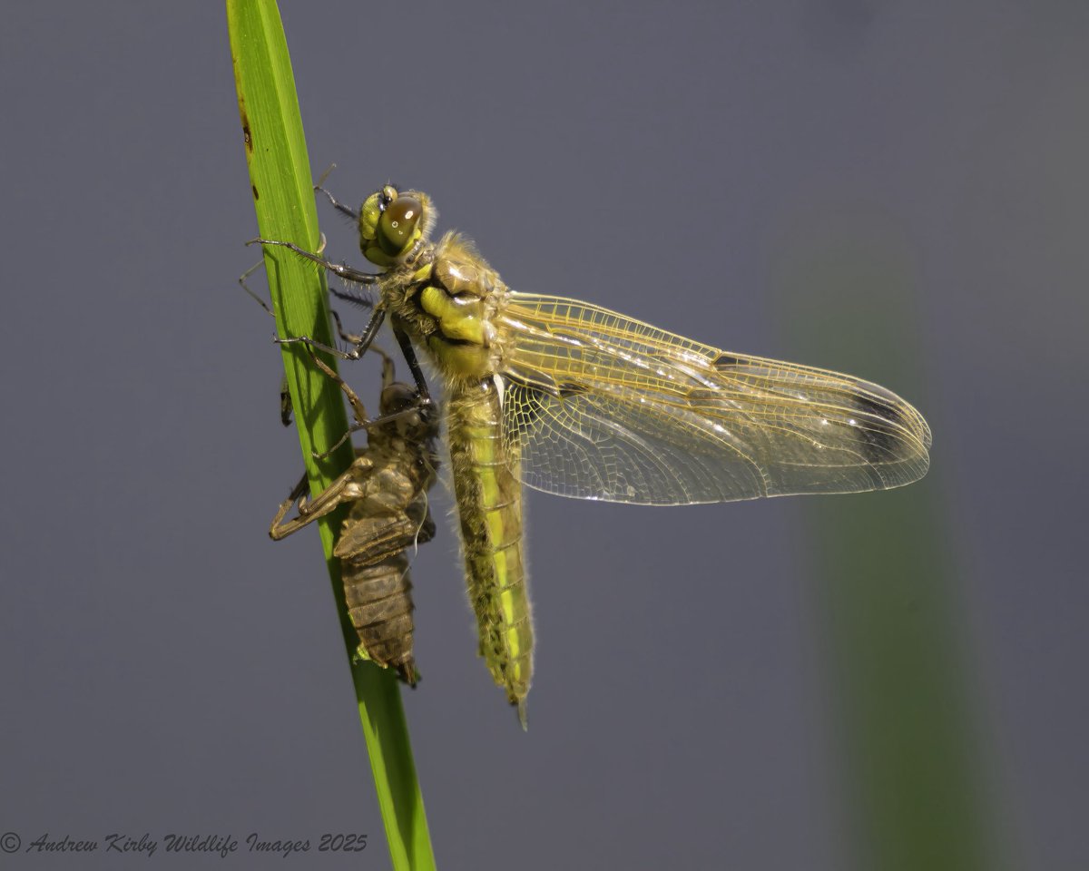 Andrew Kirby (@andrewkirby18) on Twitter photo Banded demoiselle and a Four Spotted Chaser with its nymph skin. RSPB HamWall is afternoon.
<a href="/RSPBHamWall/">RSPB Ham Wall</a>
<a href="/AvalonMarshes/">Avalon Marshes</a> Banded demoiselle and a Four Spotted Chaser with its nymph skin. RSPB HamWall is afternoon.
<a href="/RSPBHamWall/">RSPB Ham Wall</a>
<a href="/AvalonMarshes/">Avalon Marshes</a>