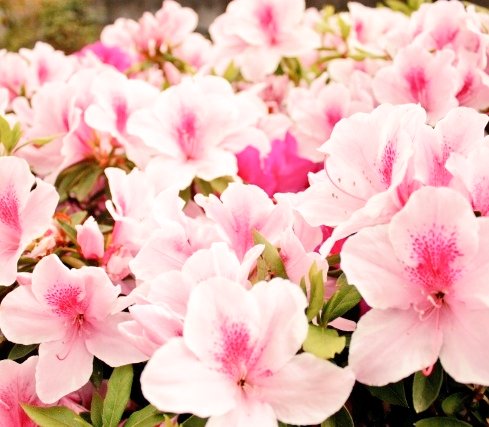 おはようございます·̩͙꒰ঌ( *´꒳`*)໒꒱·̩͙ஐ⋆*🌷🌱🌸🌿🌼☘️🌈😘😘😘❤❤❤❤✨✨✨🌈💓⋆͛♡⋆͛🍬🍬〜♪。.:＊・゜♪。.:＊・゜💗💕💖💞💝💘💓🥰💕💕✨🌹•*¨*•...🌺..｡.:*🌷oＯo｡.:♥:.｡oＯo｡.:♥(ღ*ˇ ˇ*)｡o♡ᔆᵘᵗᵉᵏⁱ♡𓂃 𓈒𓏸◌🍀(*˘︶˘*).｡.:*♡💕💗💕( ͜🍒･ω･) ͜🩷