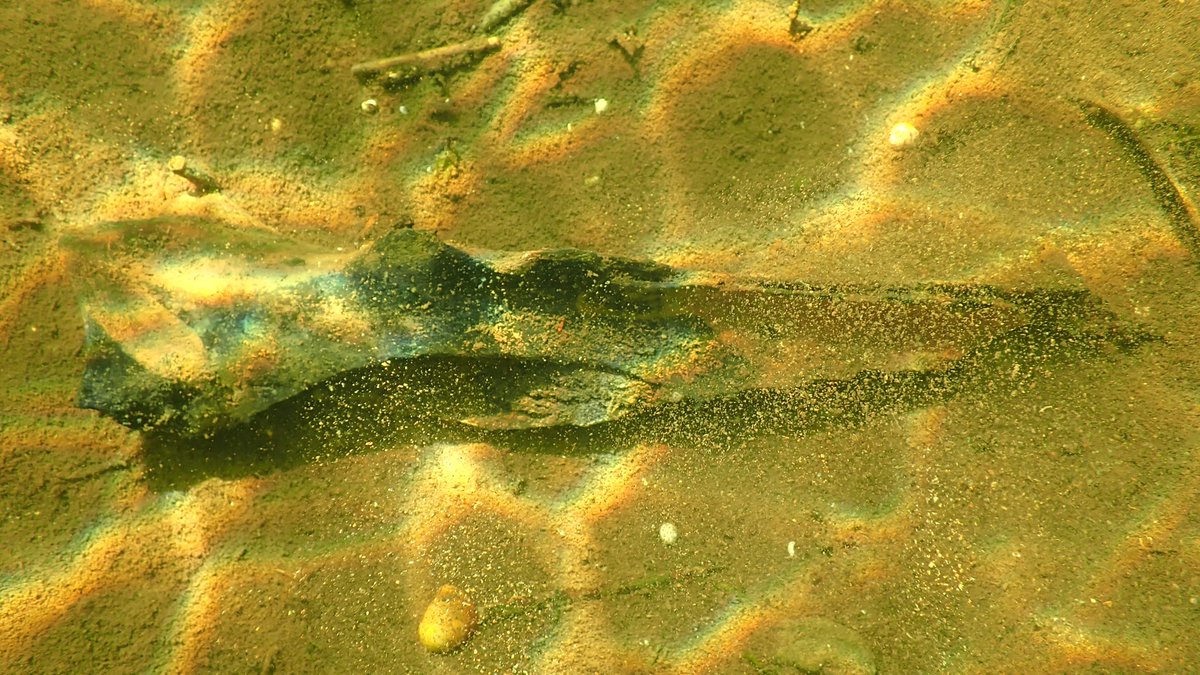 nicola crockford tweet media