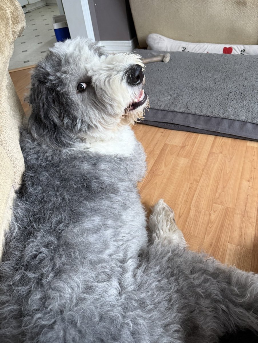 2 years ago today, I brought home this fluffy, happy boy, and life has next been the same😍🐑🐶🐾🥰
#oes 
#dogsoftwitter