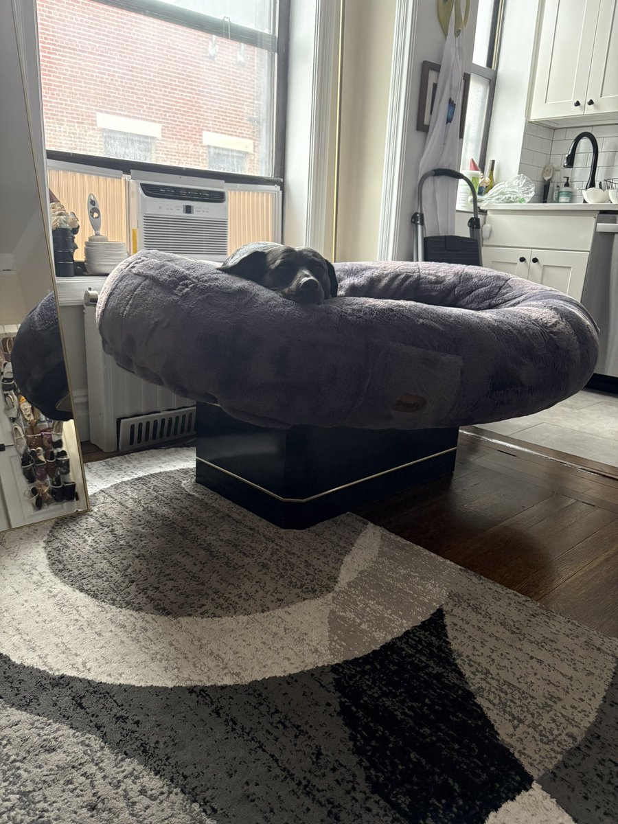 Naturally in a Manhattan apartment we are struggling to find a place to put cool table we got + human sized dog bed

Today I put the bed on top of the table while our cleaner came

I think it should remain here for Ron’s royal throne
