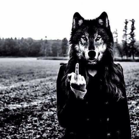 ⊙⊝⊜ tweet media