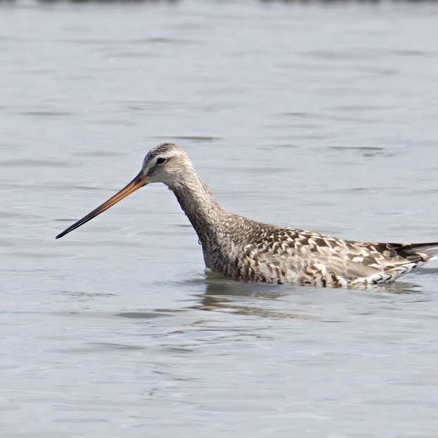 Wayne + Lauren (@nslbirding) on Twitter photo Press link to watch on YouTube
youtu.be/UsPF7B7Yt0I?si…
Hudsonian Godwit at Titchfield Haven
<a href="/hantsbirdnews/">Hants Bird News</a> Press link to watch on YouTube
youtu.be/UsPF7B7Yt0I?si…
Hudsonian Godwit at Titchfield Haven
<a href="/hantsbirdnews/">Hants Bird News</a>