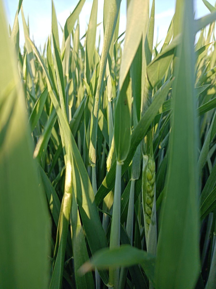 Ce matin, j'ai craqué ! Un 2/3 de T2 sur le 🌾 ! Un désherbage de printemps, 0 régulateur et autant de fongi...  Mais le potentiel semble là et honnêtement, ça me rassure un peu, d'autant que l'OAD déclenchait le passage ! A suivre... 😁