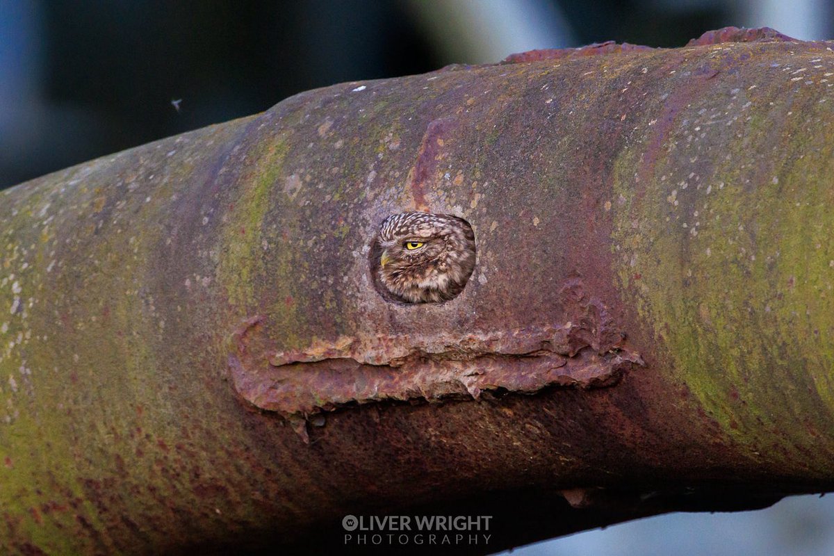 I’ve been after this photograph for about 15 years since I’d heard a little owl had used this tiny hole in a large metal bucket as a nest

Anyway tonight I got the shot 🙂 Tomorrow I pack my bags again and travel far up north to Svarlbard!