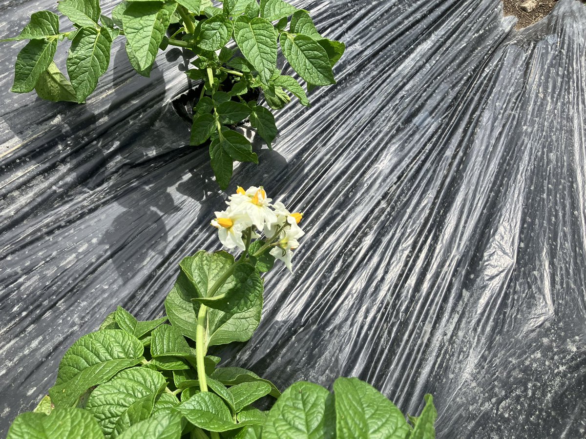 ジャガイモの種類によって花の色が違うのおもしろい