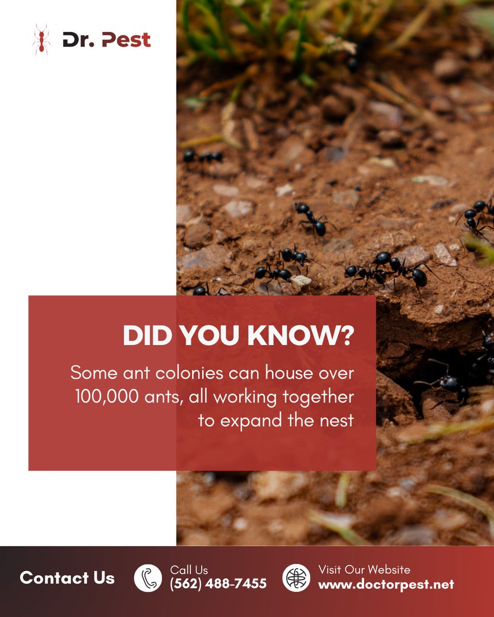 itsdoctorpest's tweet image. Ants don’t come alone. They bring an army. If you’re spotting just a few, a colony is likely nearby.

Visit doctorpest.net – link in bio to stop it early.
#drpest #antproblems #insectcontrol #pestawareness #householdtips #preventinfestation