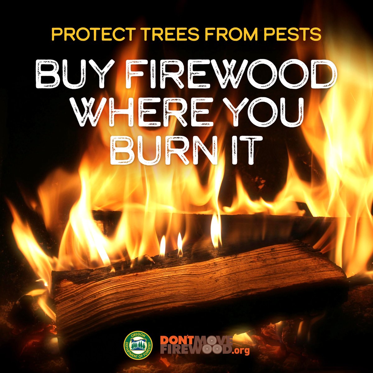 Protect our forests not just from wildfires this season, but from invasive pests like the Emerald Ash Borer.  Pests can travel in firewood, infecting what were healthy trees. Practice campfire safety and help protect Oregon's forests. #EABAwarenessWeek #Wildfireawarenessmonth