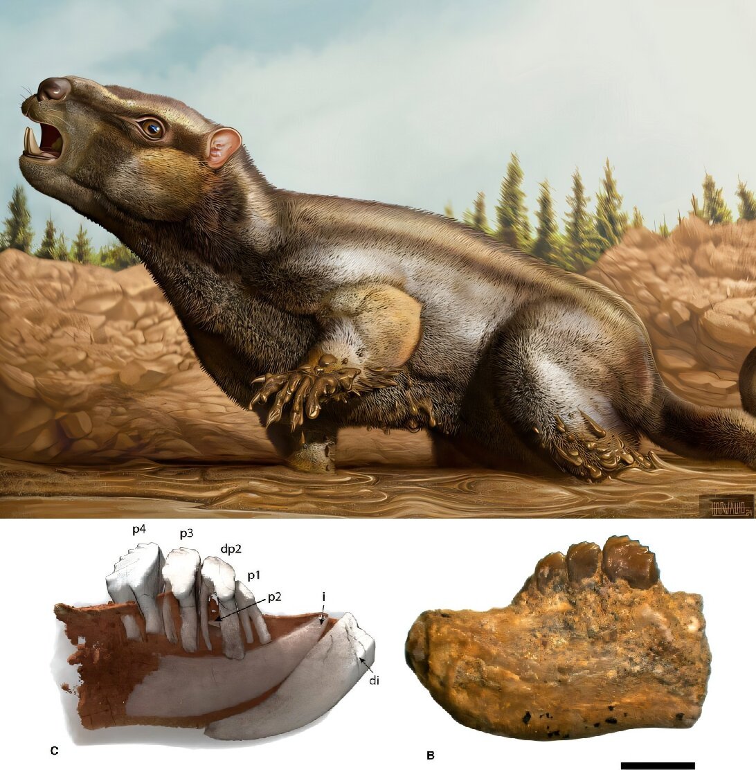 Cambelodon torreensis, a new pinheirodontid multituberculate from the Upper Jurassic of western Portugal
onlinelibrary.wiley.com/doi/10.1002/sp…
Art by Victor Carbalho