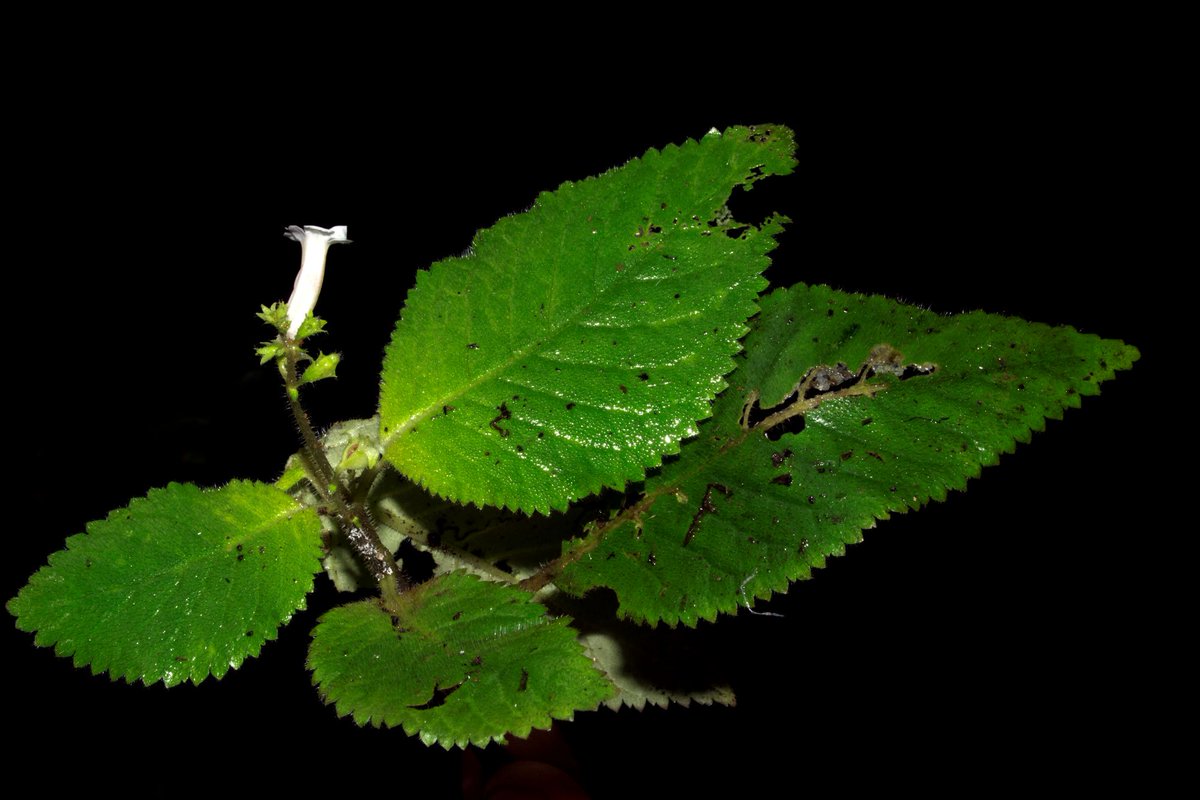 Nordic Journal of Botany (@nordicjbotany) on Twitter photo NEW PAPER: Diastema calcicola (Gesneriaceae), a new lithophytic herb from southern Ecuador and northern Peru by Clark and Moonlight. The new species is assessed as Vulnerable according to IUCN criteria.
vist.ly/3n4wm8w <a href="/NordicOikos/">Nordic Society Oikos</a> <a href="/WileyEcolEvol/">Wiley Ecology & Evolution</a> NEW PAPER: Diastema calcicola (Gesneriaceae), a new lithophytic herb from southern Ecuador and northern Peru by Clark and Moonlight. The new species is assessed as Vulnerable according to IUCN criteria.
vist.ly/3n4wm8w <a href="/NordicOikos/">Nordic Society Oikos</a> <a href="/WileyEcolEvol/">Wiley Ecology & Evolution</a>