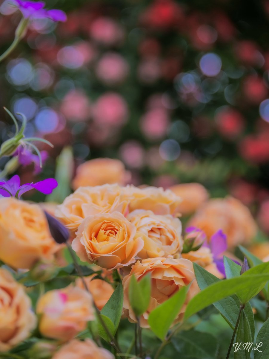 『煌びやかな世界🌹』

#横浜イングリッシュガーデン
#ローズウィーク
#ガーデンネックレス横浜2025
#LUMIXs5
#ファインダー越しの私の世界
#カメラ好きな人と繫がりたい 
#写真好きな人と繋がりたい
#TLを花でいっぱいにしよう