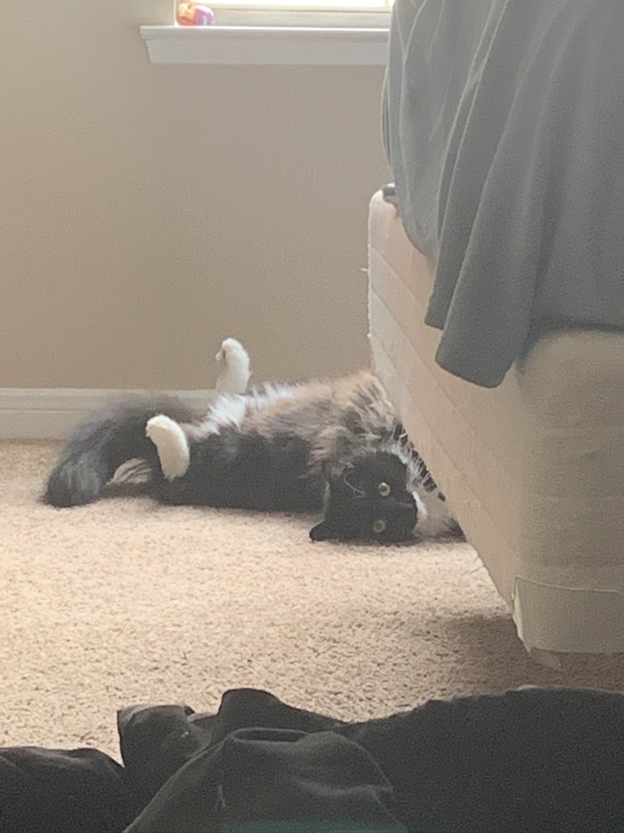 Everyone stop what you’re doing and wish Rodger a happy 7th birthday!!!

Rodger has touched so many lives - forcibly, through Zoom calls. And he’s been making my life better since he was four months old 🥹

A true living legend.
