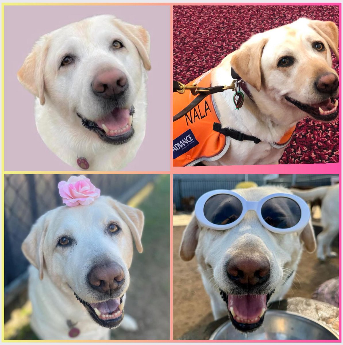 Our little girl would have turned 11yo today 😢. Darling Nala, we miss you so much 💔🙏🏽