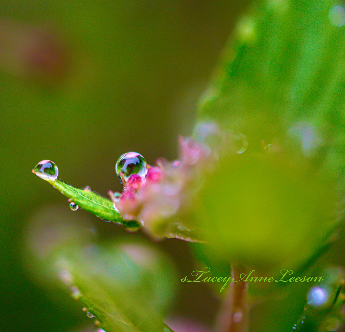 Macro this gloomy eve ~ when raindrops on new leaves ~ can look like a ballerina to me. 🍃🌸☔️
#wmiwx #miwx #macro