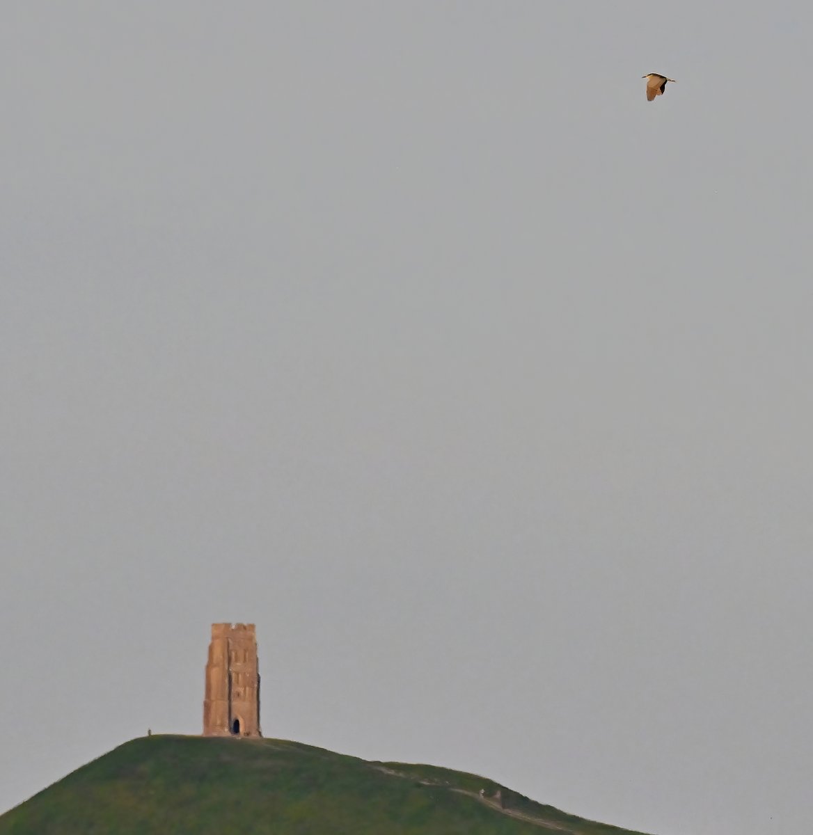 Carl Bovis tweet media