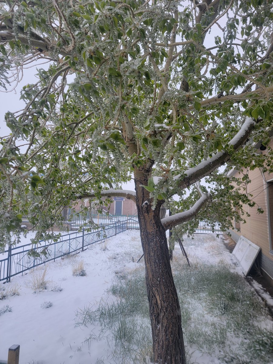 5 дугаар сарын цас