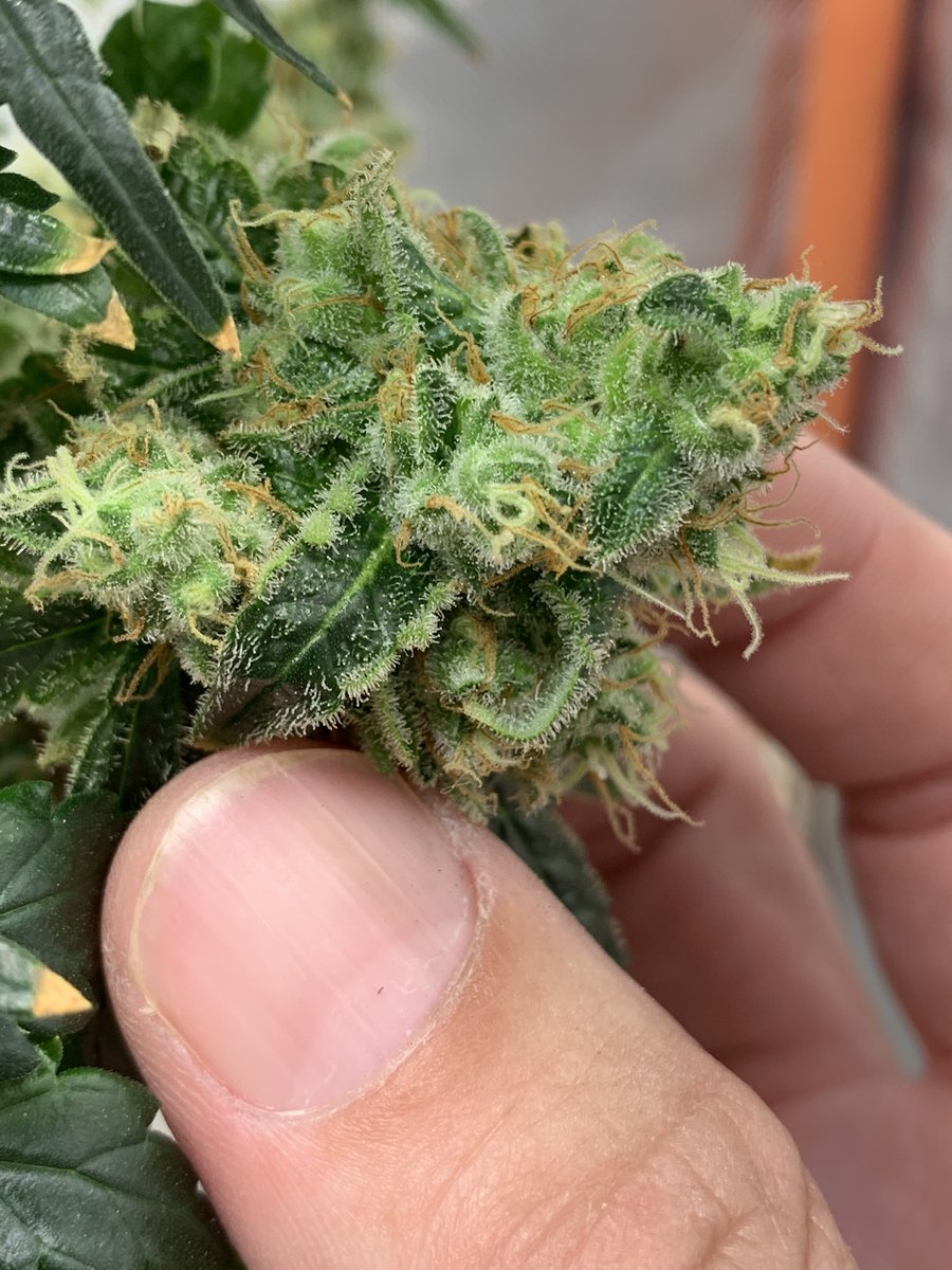 skunkcityseeds's tweet photo. Chemdog grown with 7-7-7 Fruit &amp; Veg nutrients for fun, the kind you find in the local highstreet 😬 https://t.co/EF08Dri8lH