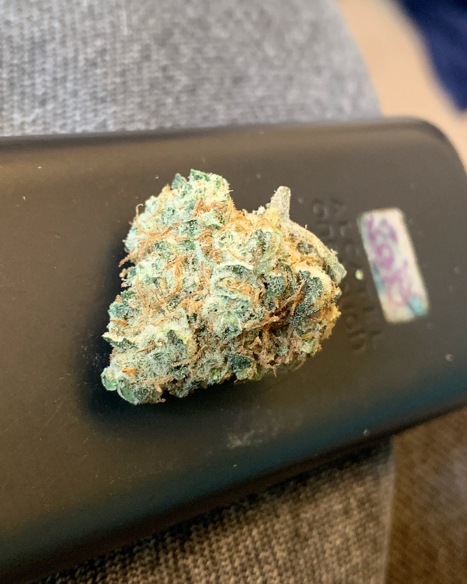 skunkcityseeds's tweet photo. Chemdog grown with 7-7-7 Fruit &amp; Veg nutrients for fun, the kind you find in the local highstreet 😬 https://t.co/EF08Dri8lH
