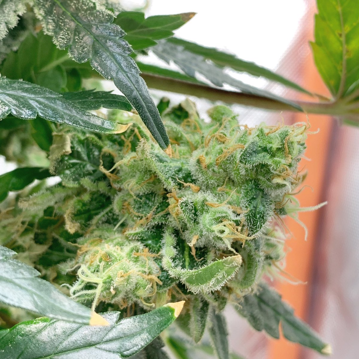 skunkcityseeds's tweet photo. Chemdog grown with 7-7-7 Fruit &amp; Veg nutrients for fun, the kind you find in the local highstreet 😬 https://t.co/EF08Dri8lH
