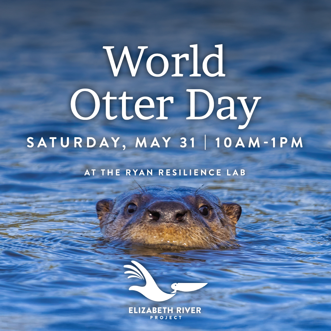 Join us as we celebrate World Otter Day on Saturday, May 31st! Learn about the otters of the Elizabeth River and the amazing recovery of our waters through stories, presentations, tours, crafts, and otterly fantastic programming 🦦 Learn more: brnw.ch/21wSPAz