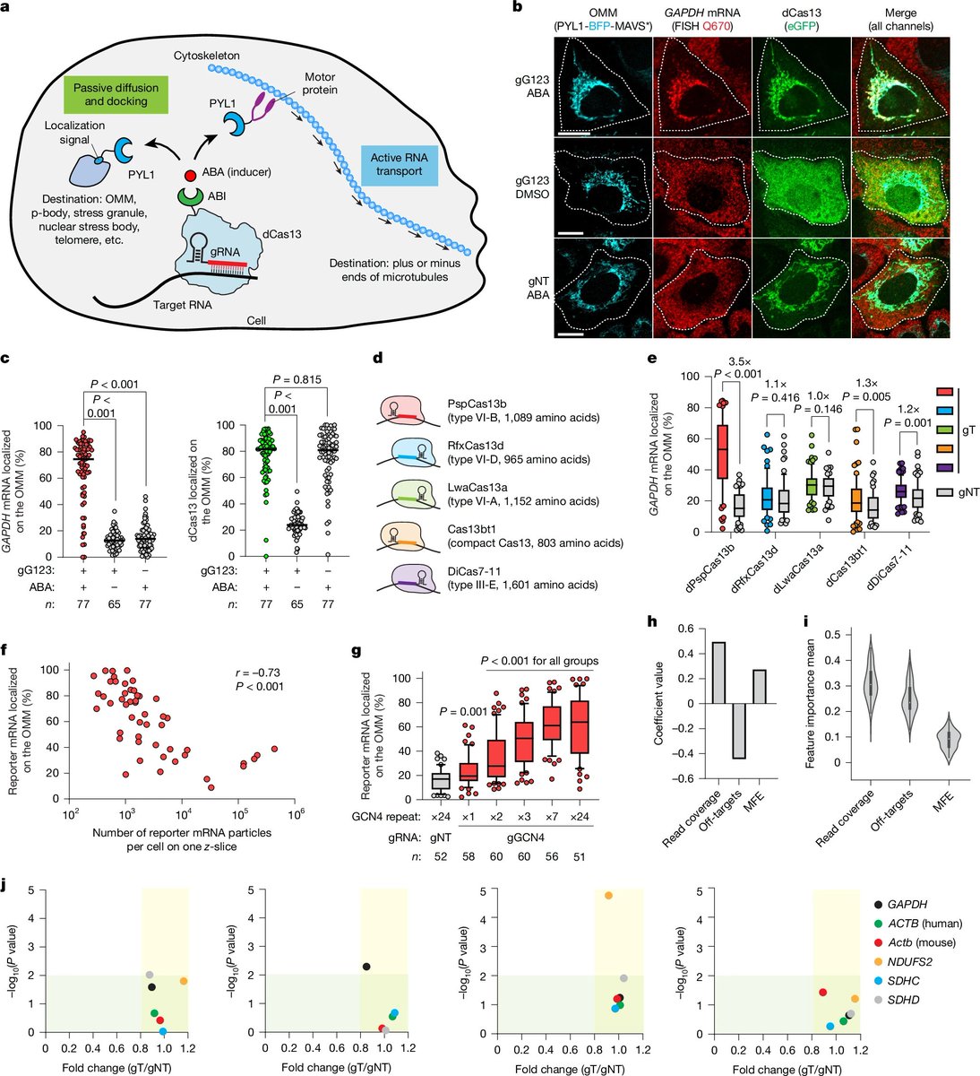 DailyHealthcareAI (@aipulserx) on Twitter photo Can we precisely control where RNA molecules go inside living cells to understand their spatial functions?<a href="/Nature/">nature</a> <a href="/stanleyqilab/">Stanley Qi Lab</a> <a href="/Stanford/">Stanford University</a>
"Programmable control of spatial transcriptome in live cells and neurons"
1. RNA localization orchestrates spatiotemporal regulation of Can we precisely control where RNA molecules go inside living cells to understand their spatial functions?<a href="/Nature/">nature</a> <a href="/stanleyqilab/">Stanley Qi Lab</a> <a href="/Stanford/">Stanford University</a>
"Programmable control of spatial transcriptome in live cells and neurons"
1. RNA localization orchestrates spatiotemporal regulation of