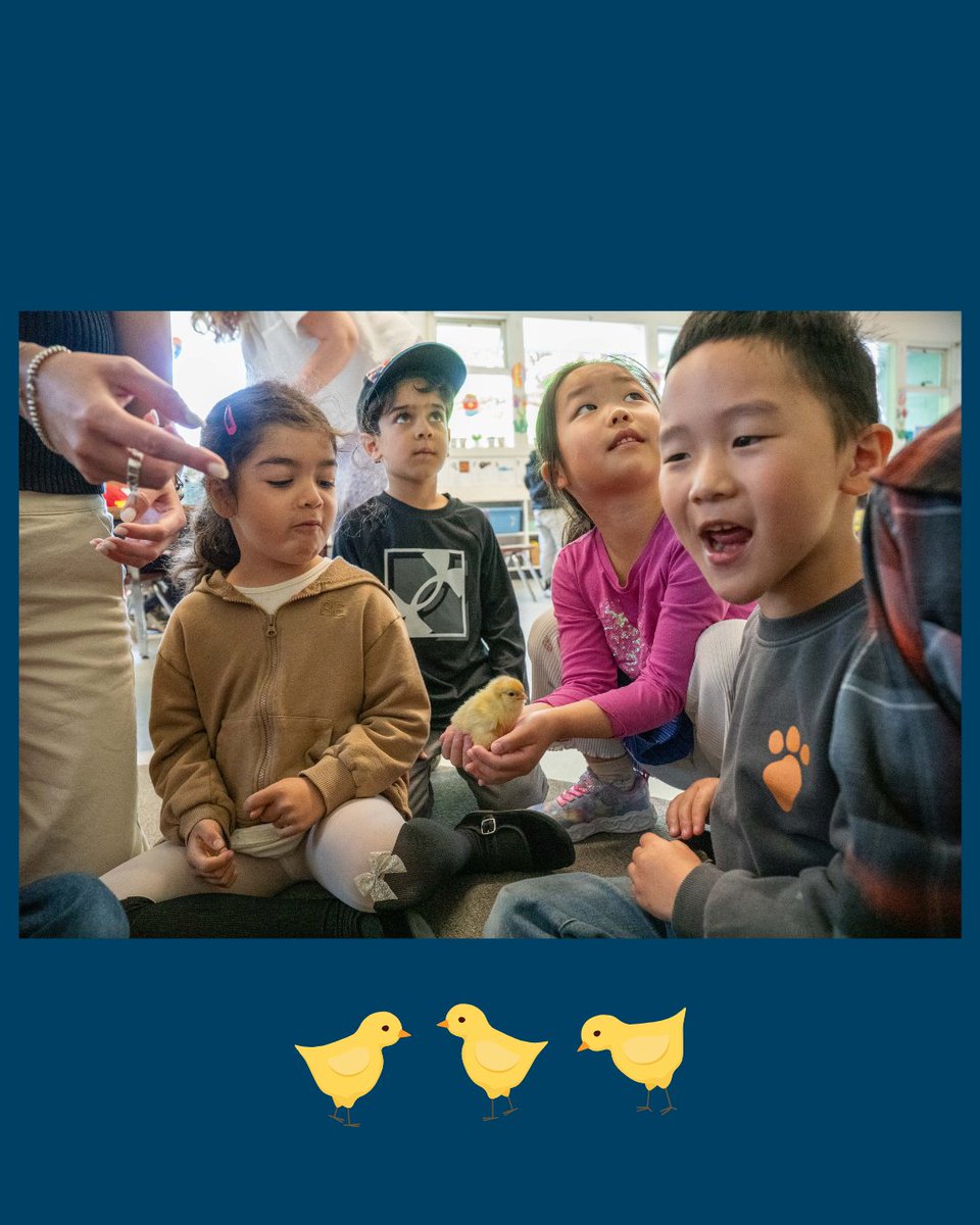 🐣✨ From Eggs to Chicks: A Hands-On Lesson in Life!
Our kindergarteners at @westcot_elementary have been busy learning about life cycles by raising baby chickens right in the classroom. What an unforgettable way to bring science to life—one tiny chirp at a time! 🐥❤️