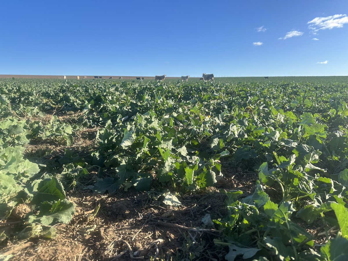 Vetch &amp; Canola firing along in this mixed species Grazing Crop at Cunningar. Cattle &amp; Sheep loving the Vetch and slowly developing a taste for the Canola. The Wheat in this mix is still yet to germinate, maybe with this 🌧️ 🤞🤞
#MixedSpecies
#GrazingCrop
#GrowmoreAg