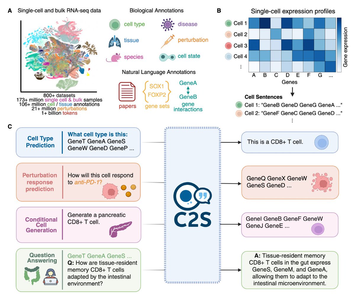 Yale and Google trained a 27B parameter model, C2S-Scale, to unify single-cell transcriptomics and biological language for deep reasoning across genes and cells. It outperforms prior models in interpretation, QA, and perturbation prediction using reinforcement learning