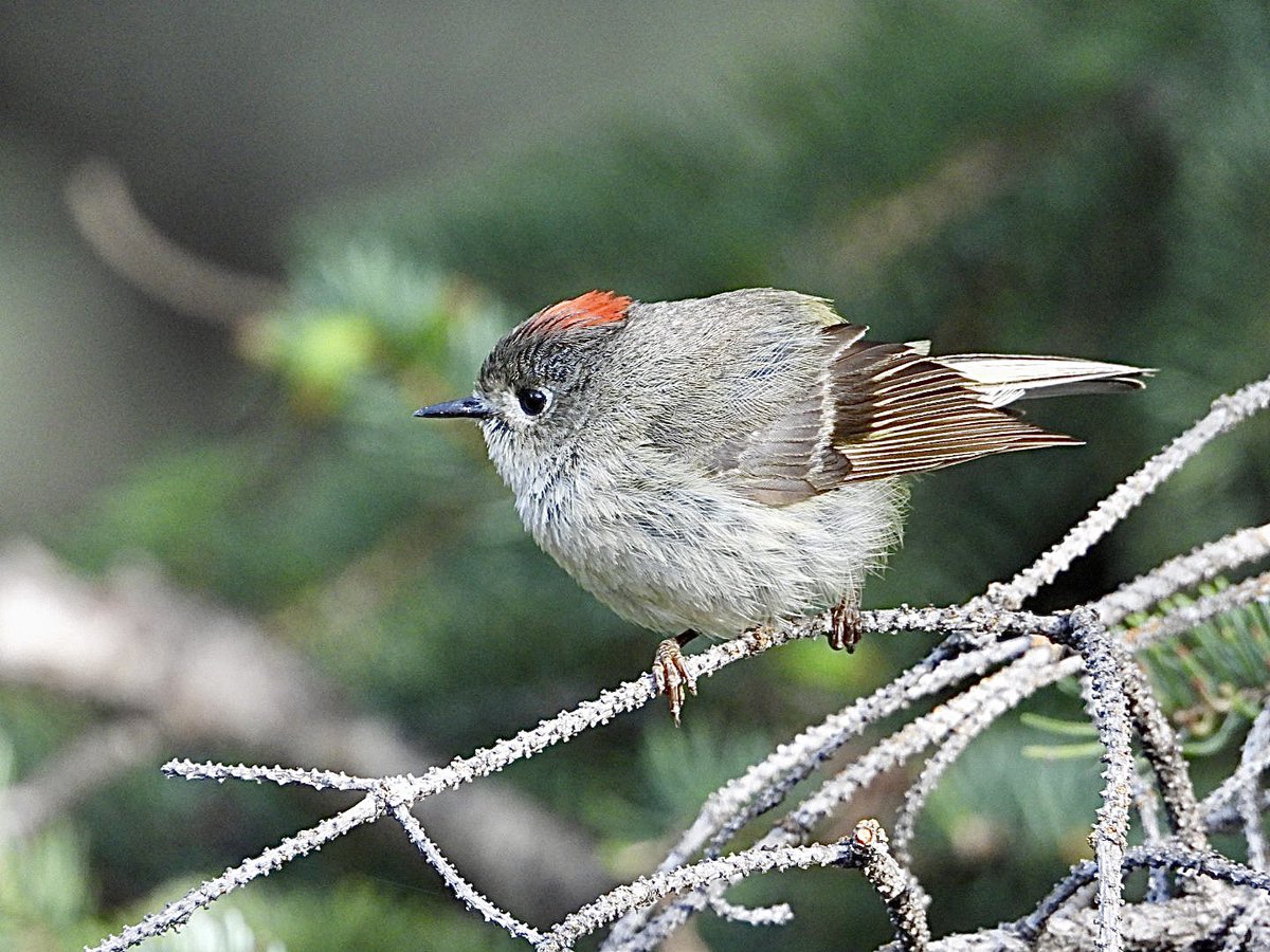 Ruby-crowned Kinglet this morning in Canmore.