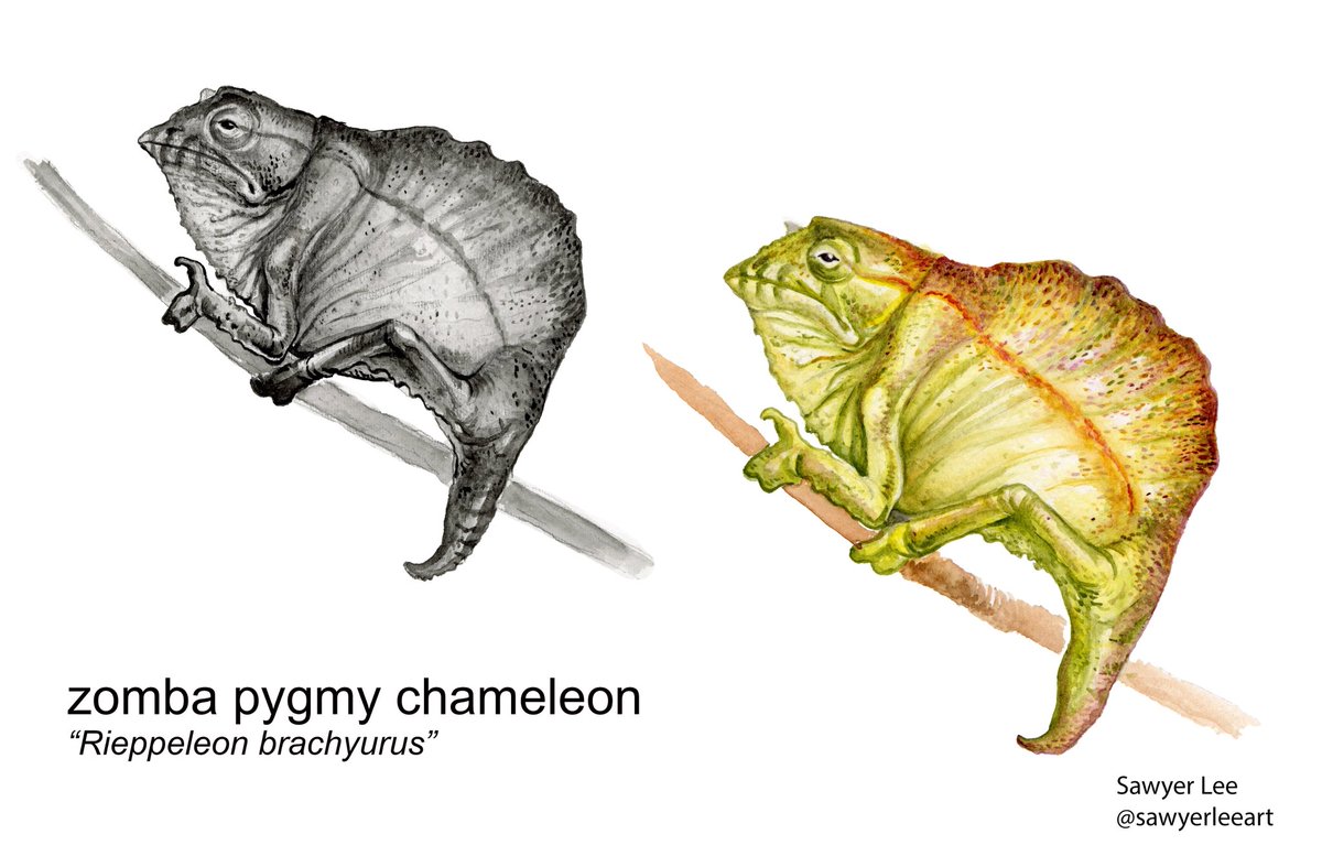 Watercolor illustration of a couple of Chameleons done while mentoring under the legendary Teryll Whitlatch. Studies like this are vital to sharpening an understanding of real world animals to then translate into fantastical designs!