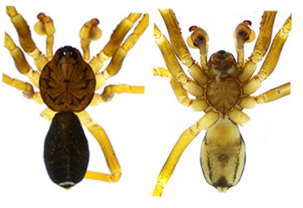 Zootaxa's tweet photo. #Brevitubus gen. nov. (#Araneae, #Phrurolithidae), a new #guardstone spider genus from southern #China, with descriptions of four #newspecies and proposal of four #newcombinations
#taxonomy
#newgenus
https://t.co/LJRsypSaaE https://t.co/gRsDJPWlAB