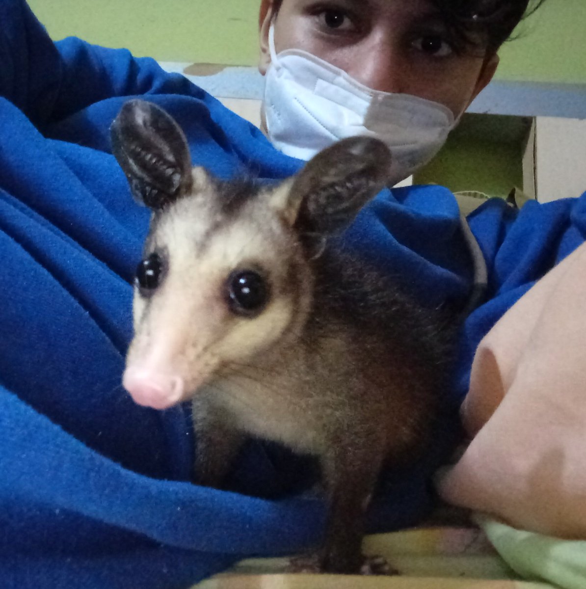 Possumeveryhour.io tweet media