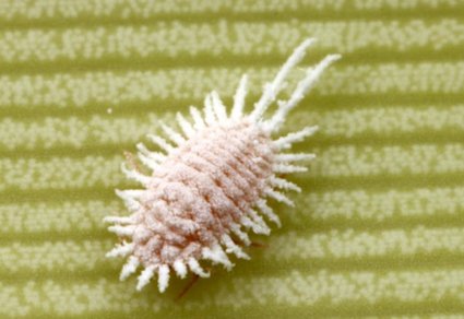 Taxonomic review of three species of the #genus #Pseudococcus Westwood, 1840 (#Hemiptera: #Coccomorpha: #Pseudococcidae) found in #Okinawa Island, #Japan, with description of a #newspecies
#taxonomy
doi.org/10.11646/zoota…