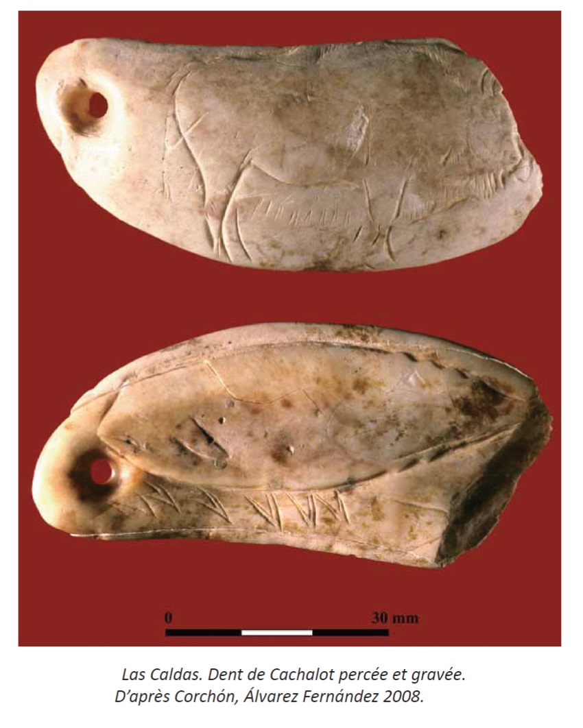 En junio nos despedimos de esta quinta temporada, y lo haremos hablando de cetáceos. Hablaremos un poco de cosas como esta que os enseño:
Un diente de cachalote con dos grabados en cada una de sus caras: un bisonte y... un cetáceo.
¡¡¡Alucinante!!!