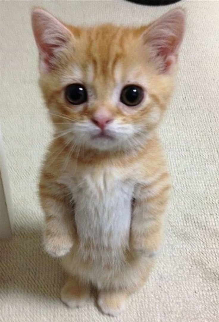 immeyah's tweet image. liam dunbar as orange cats: