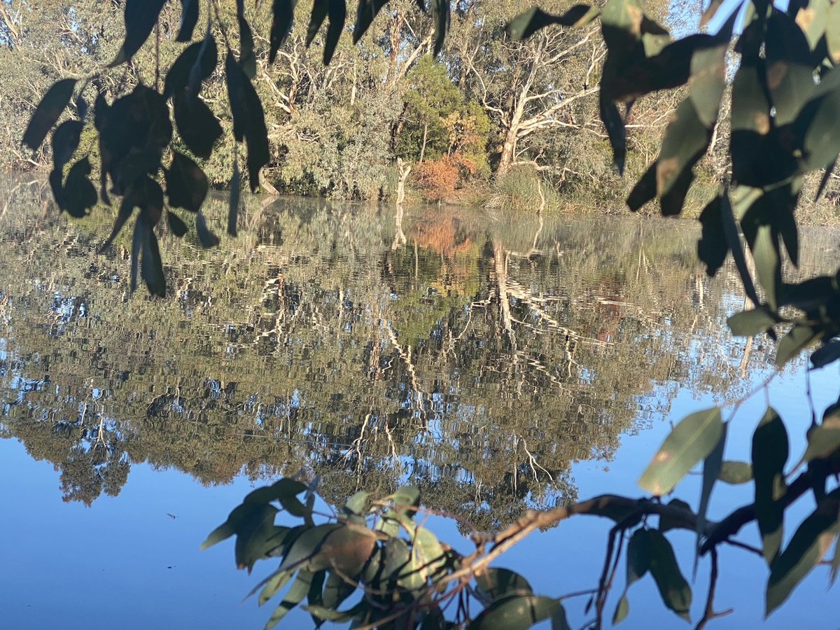 Mirrored Morn
Laratinga Wetlands
#SouthAustralia